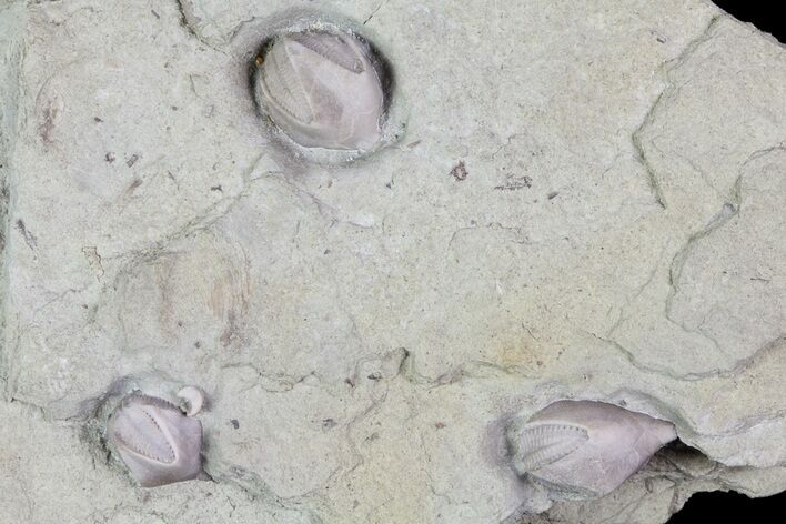 Multiple Blastoid (Pentremites) Plate - Illinois #68958